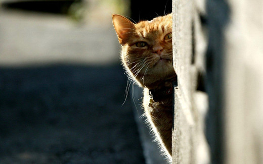 1756095 (a): :1920x1200